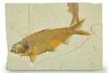 Detailed Fossil Fish (Knightia) - Wyoming #369422-1